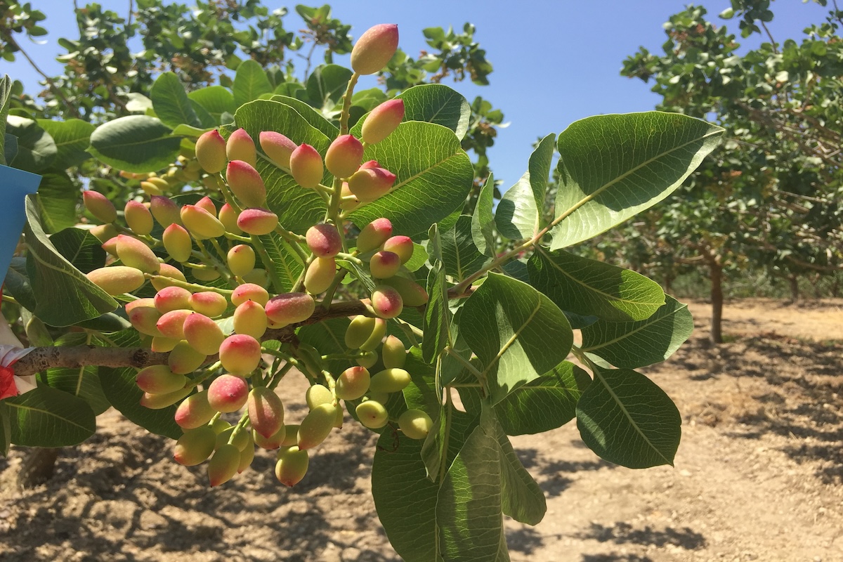 Il panorama varietale del pistacchio è costituito da diverse cultivar che si differenziano per area di coltivazione e percentuale di deiscenza dei frutti